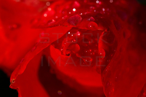 Rose Beads_9621