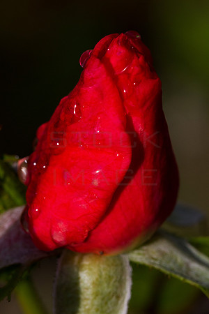 Strawberry Rose_9619