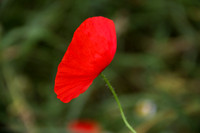 Poppy Red_0594