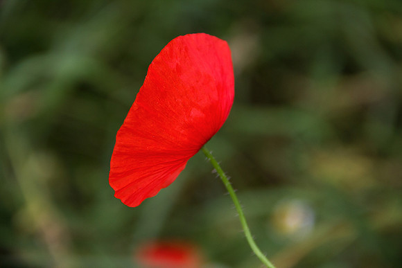 Poppy Red_0594