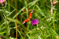 Peacock Butterfly_Aug_2019_9658