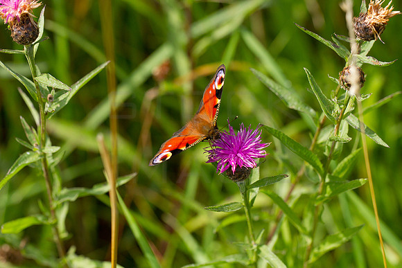 Peacock Butterfly_Aug_2019_9658