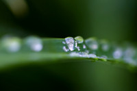 Water Pearls_9614