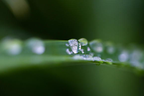 Water Pearls_9614