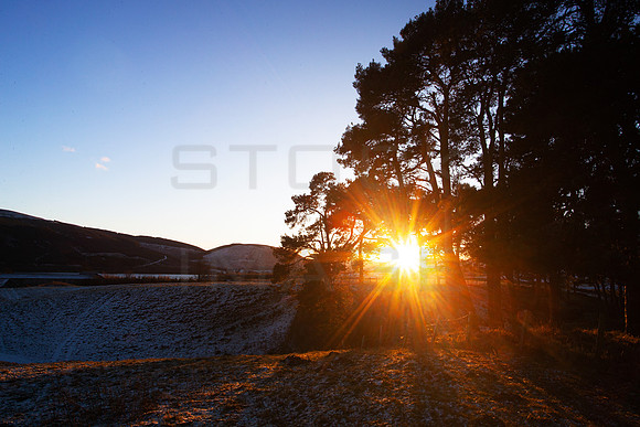 Dryhope Sunset through Pines_5738_5D