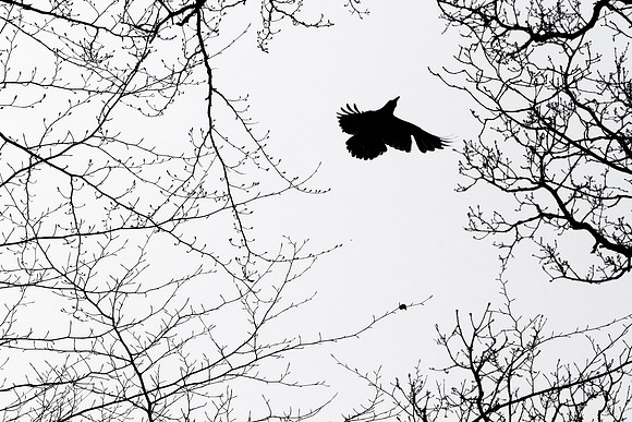 Flight-of-the-Crows-0048