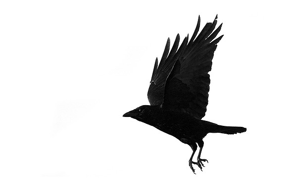 Talons of Vice_3328