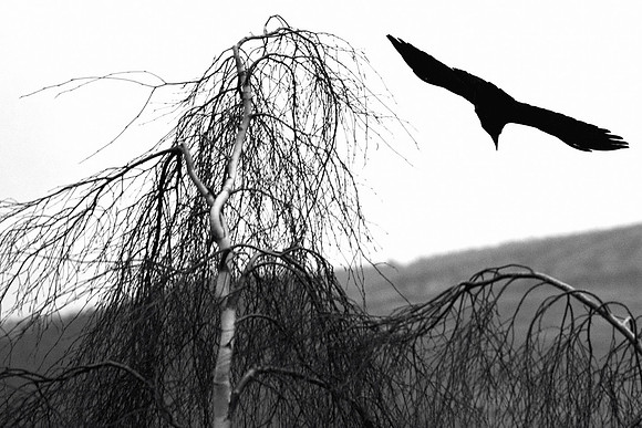 Black in Flight_7830