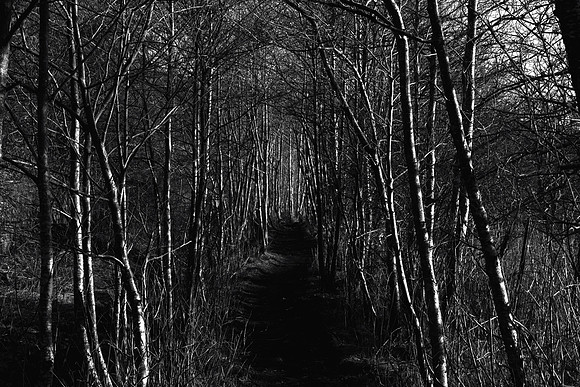 Path Through Thicket_8117