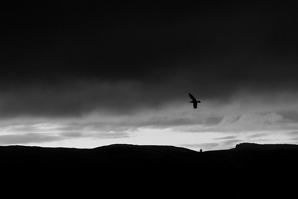First Flight of Dawn_bw_9523