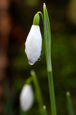 Snowdrop Drip_5766_90D