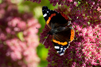 Red_Admiral_0466