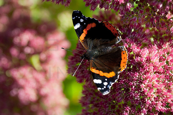 Red_Admiral_0466