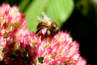 Honey_Bee_0462