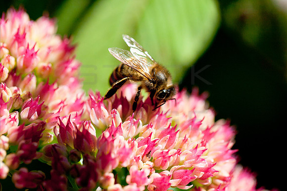 Honey_Bee_0462