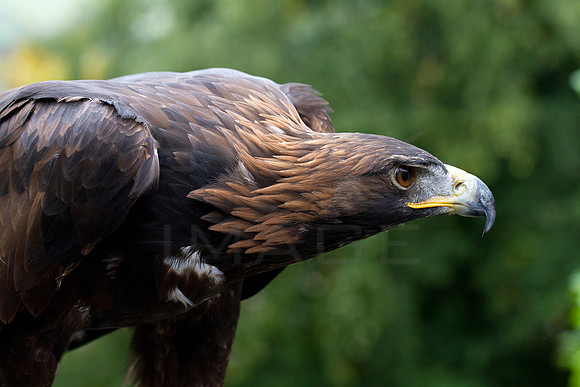 Golden Eagle_0556_7D