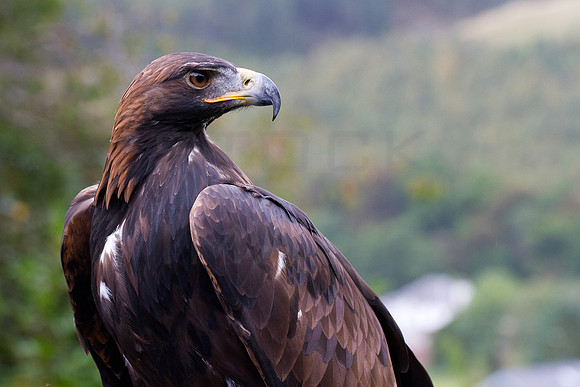 Golden Eagle_0565_7D