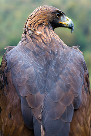 Golden Eagle_0578_7D