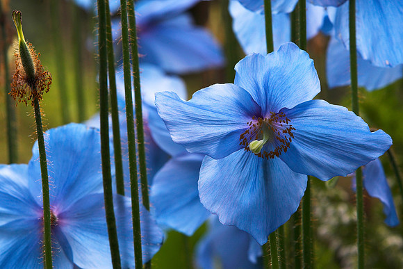 Blue Poppies_5676