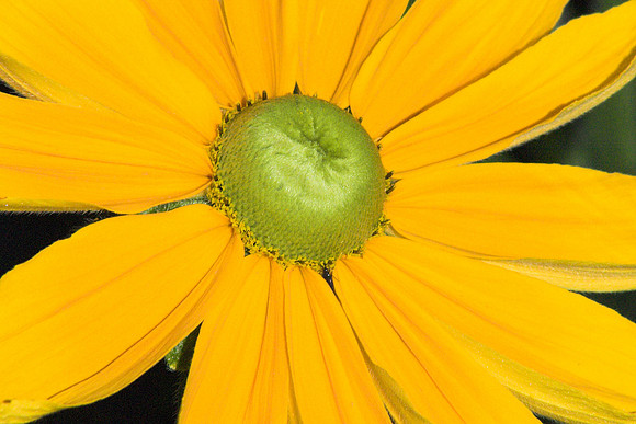 Burst of Yellow