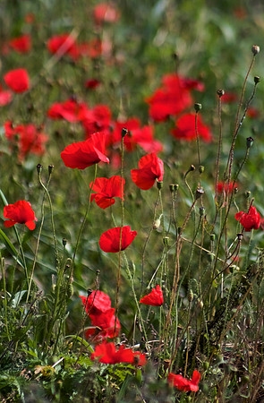 Wild Field Poppies_6373