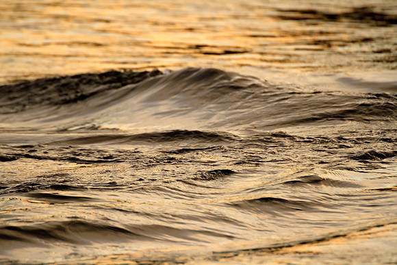Liquid Gold_9690