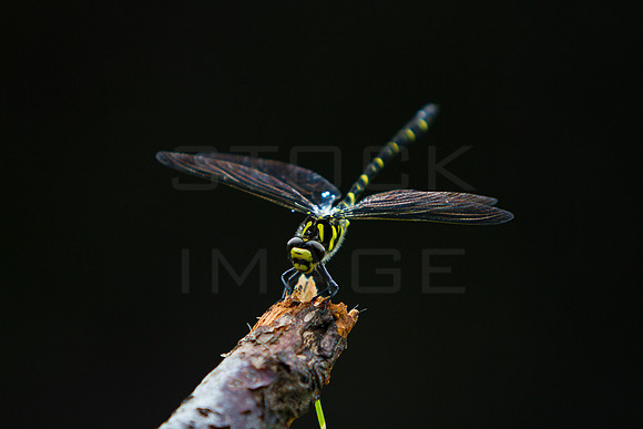 Golden Ringed Dragonfly