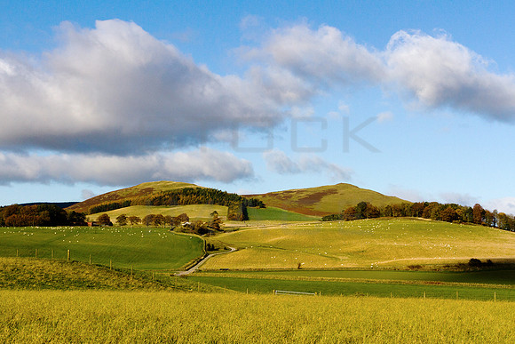 Black Meldons-20191027_1090_7D