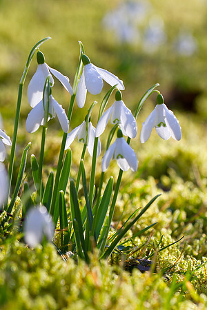 Kailzie Snowdrops-0013