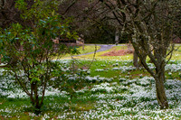 Kailzie Snowdrops-0005