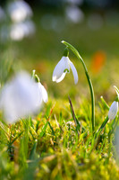 Kaizie Snowdrops-0022