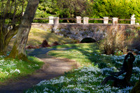 Kailzie Snowdrops-0037
