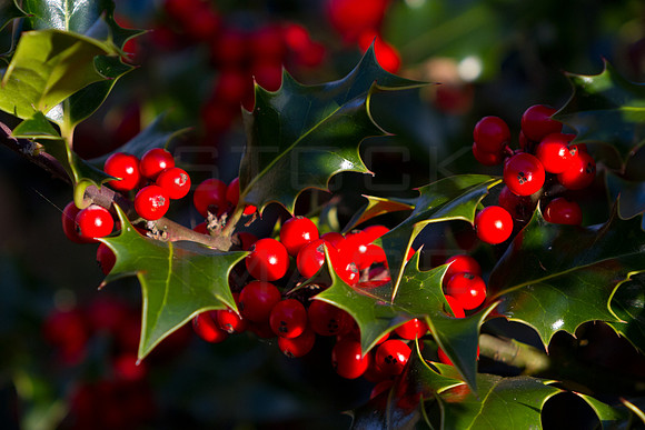 Holly Berries_20191027_1146_7D