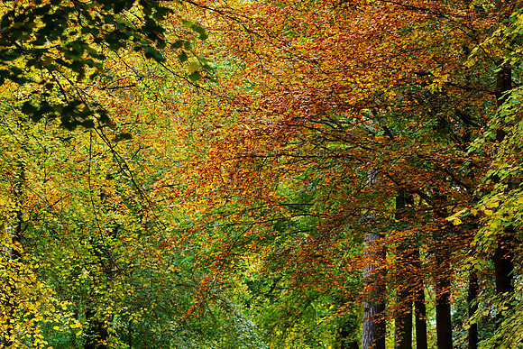 Bowhill in Autumn_20191015_0705_7D