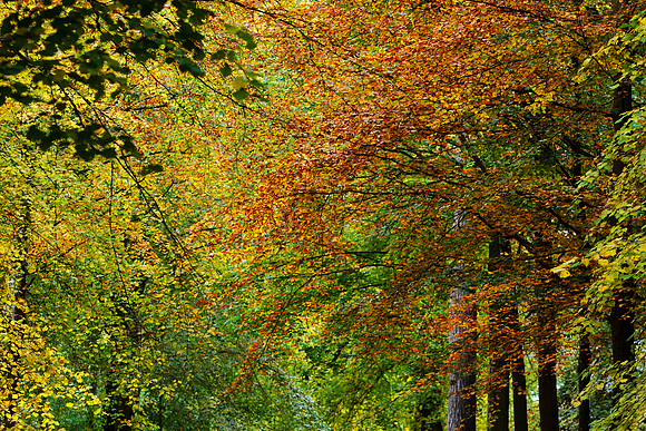 Bowhill in Autumn_20191015_0705_7D