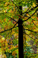 An Autumn Entanglement_0718_7D