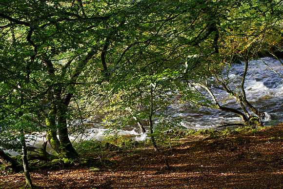 Leithen Water at Pirn Wood_20191007_0641_7D