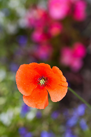 Orange Poppy_9608