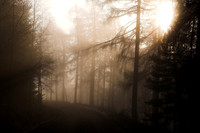 Mist in the Forest_2471-z