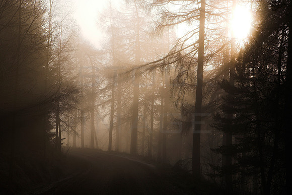 Mist in the Forest_2471-z