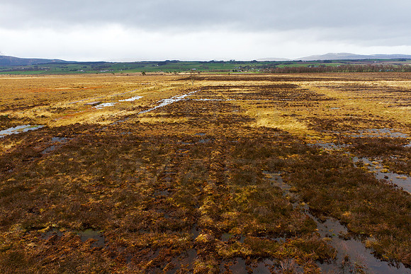 Flanders Moss Bog-0129