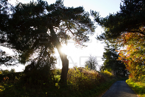 Scot's Pine in Autumn Sunset_1113_7D