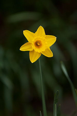 Yellow on Green-0405