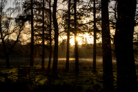 Misty Sunset over Traquair Woods_2935-local-2