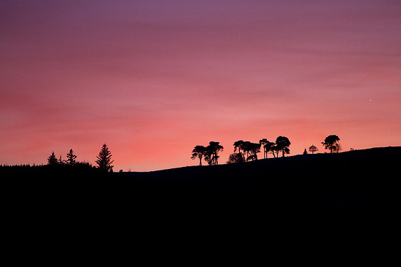 Dusk Behind Trees_1334