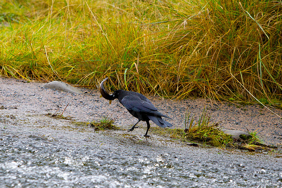 Fisher Crow-2759