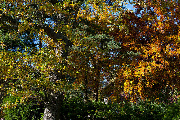 Turning into Autumn-2548