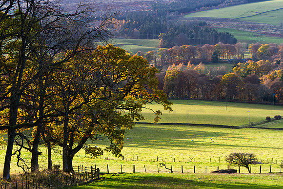 Autumnal Light at Traquair