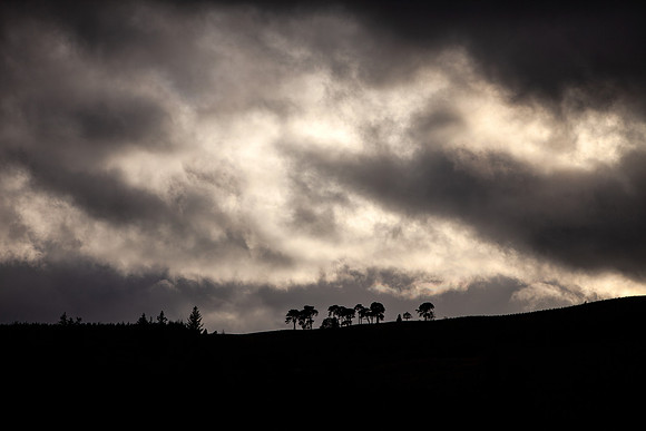 Light above the Trees_6986-local