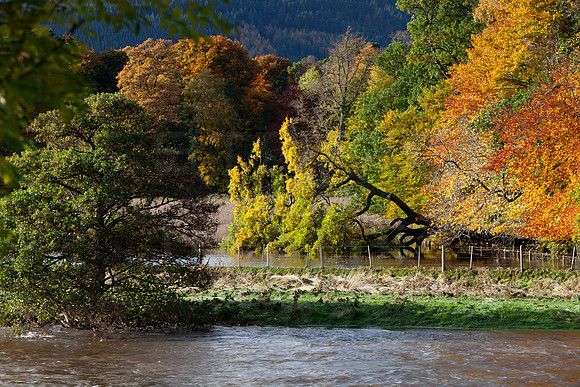 River Tweed in Autumn Flood_6739-local